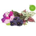 Košo ziedu maisījums (Vibrant Flower Mix) - Burzmart.lv